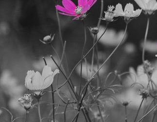 ezColor - 讓你成為照片中唯一的主角[iOS/WP] 64