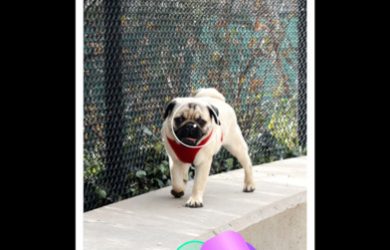 OOO – 創建由遠及近、由近及遠的「推拉鏡頭」視頻[iOS] 39